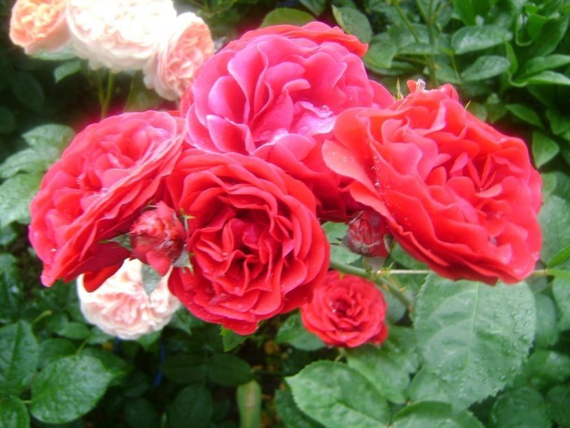  - TOATE FLORILE