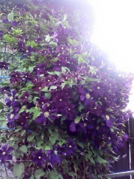  - TOATE FLORILE