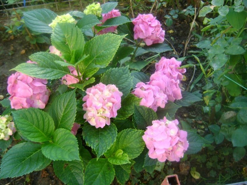  - TOATE FLORILE