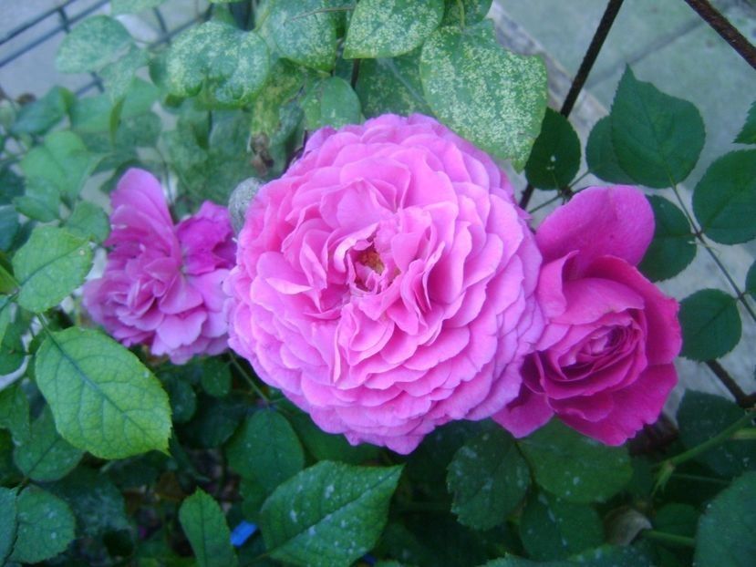  - TOATE FLORILE
