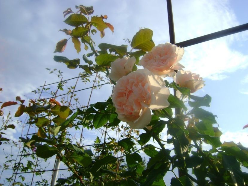  - TOATE FLORILE