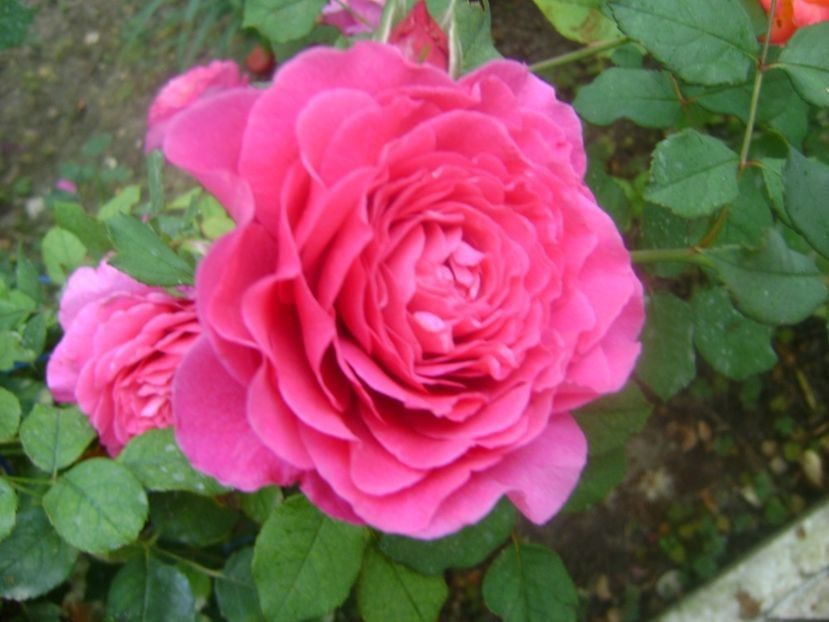  - TOATE FLORILE