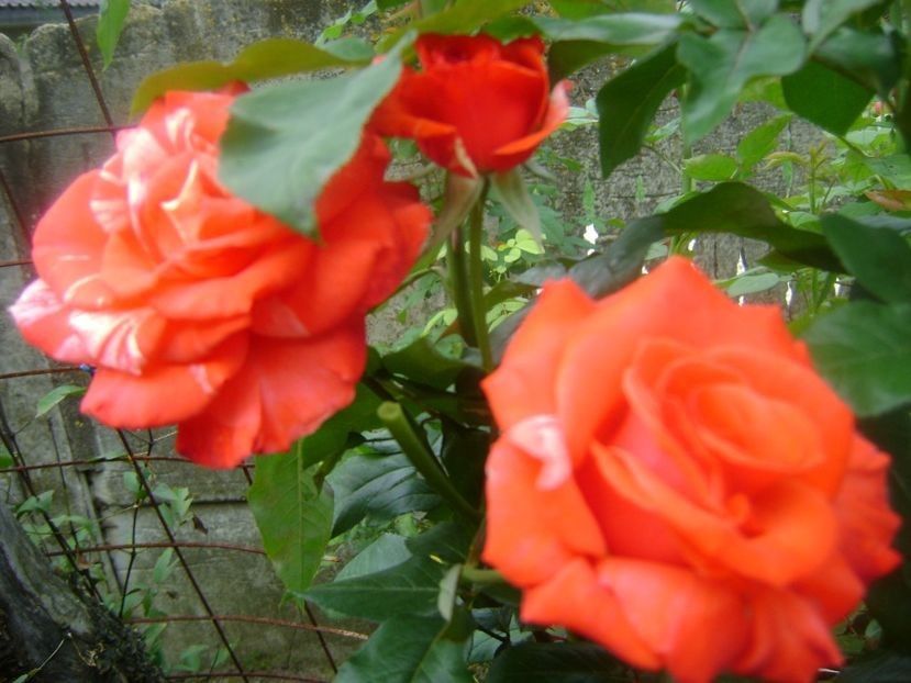  - TOATE FLORILE
