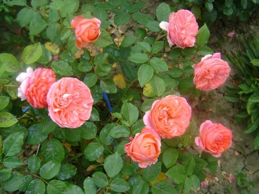  - TOATE FLORILE