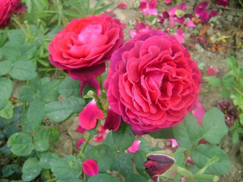 111135568 (2) - TOATE FLORILE