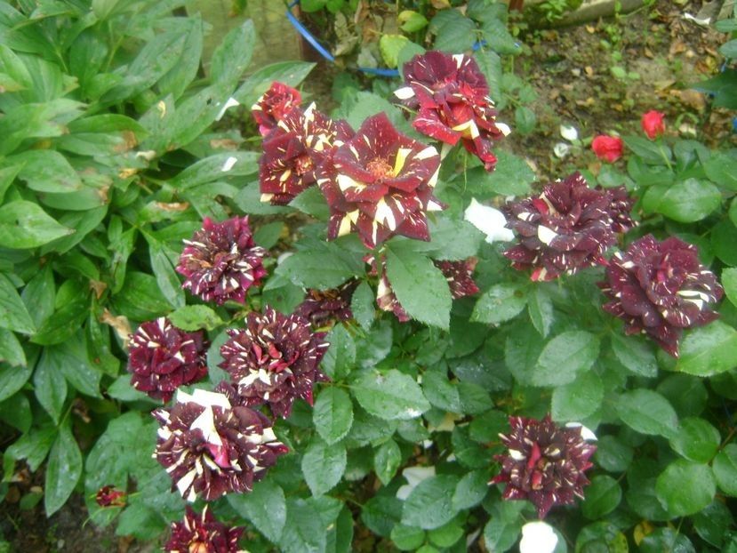  - TOATE FLORILE