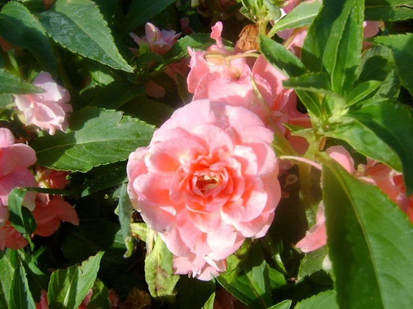  - TOATE FLORILE