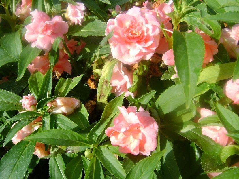  - TOATE FLORILE
