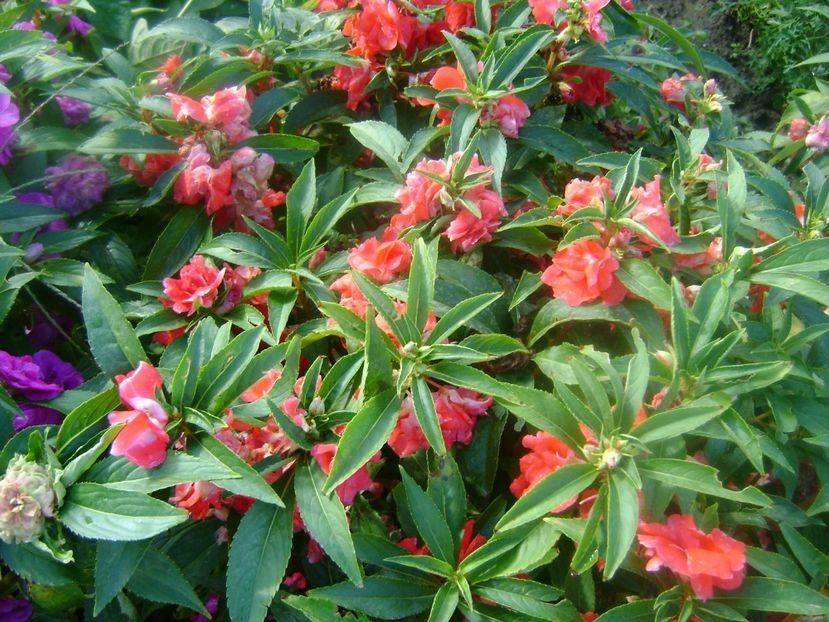  - TOATE FLORILE