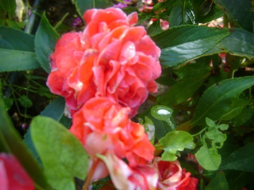  - TOATE FLORILE