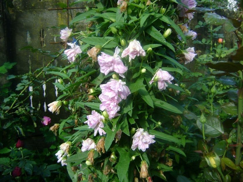  - TOATE FLORILE