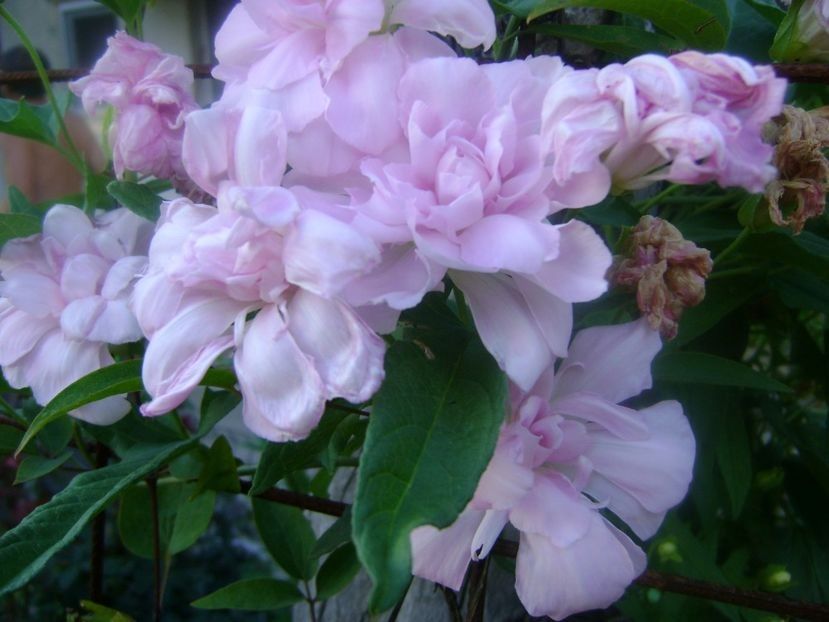  - TOATE FLORILE