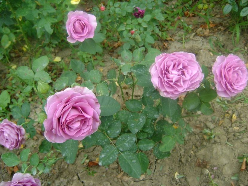  - TOATE FLORILE