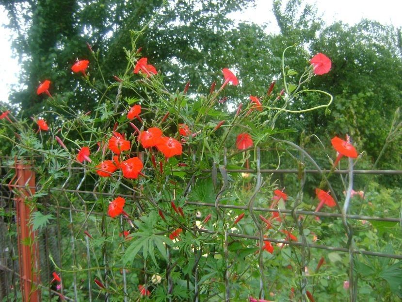  - TOATE FLORILE