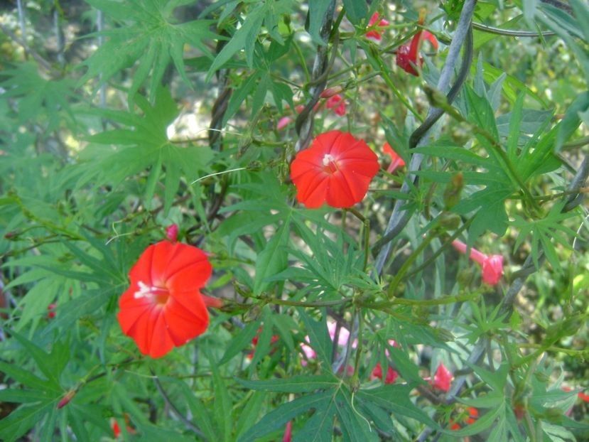  - TOATE FLORILE
