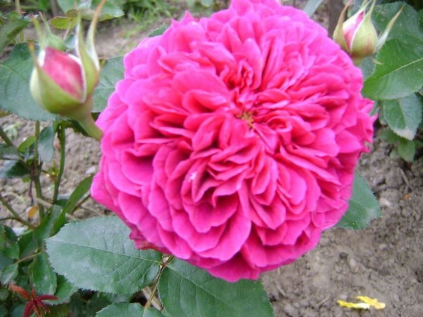  - TOATE FLORILE