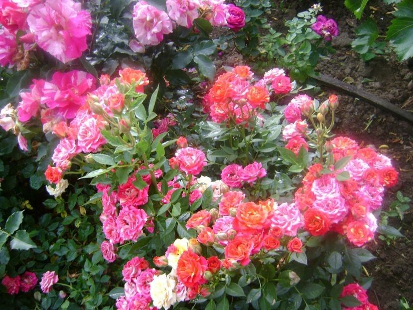  - TOATE FLORILE
