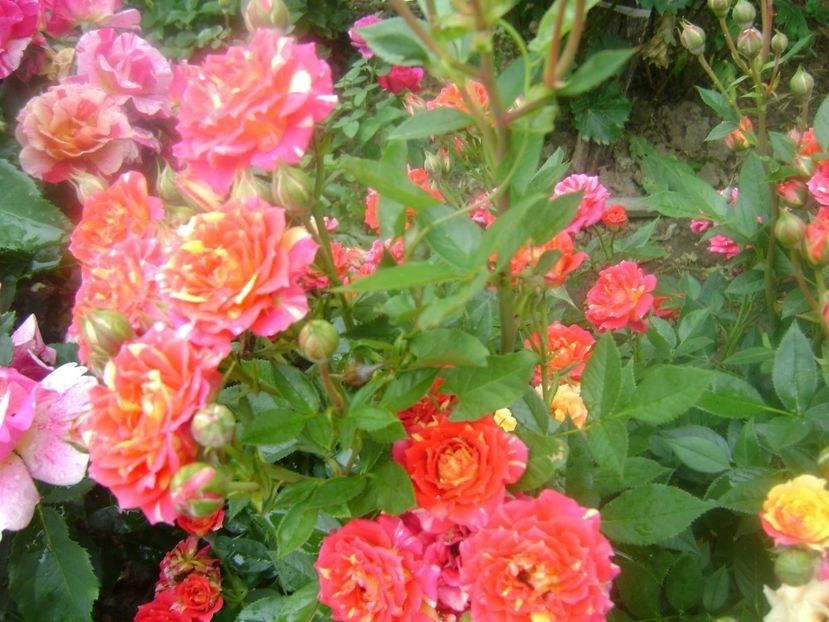  - TOATE FLORILE