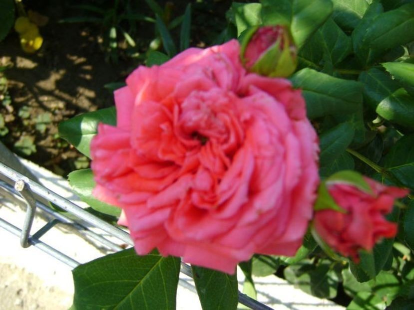  - TOATE FLORILE