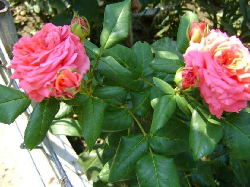  - TOATE FLORILE