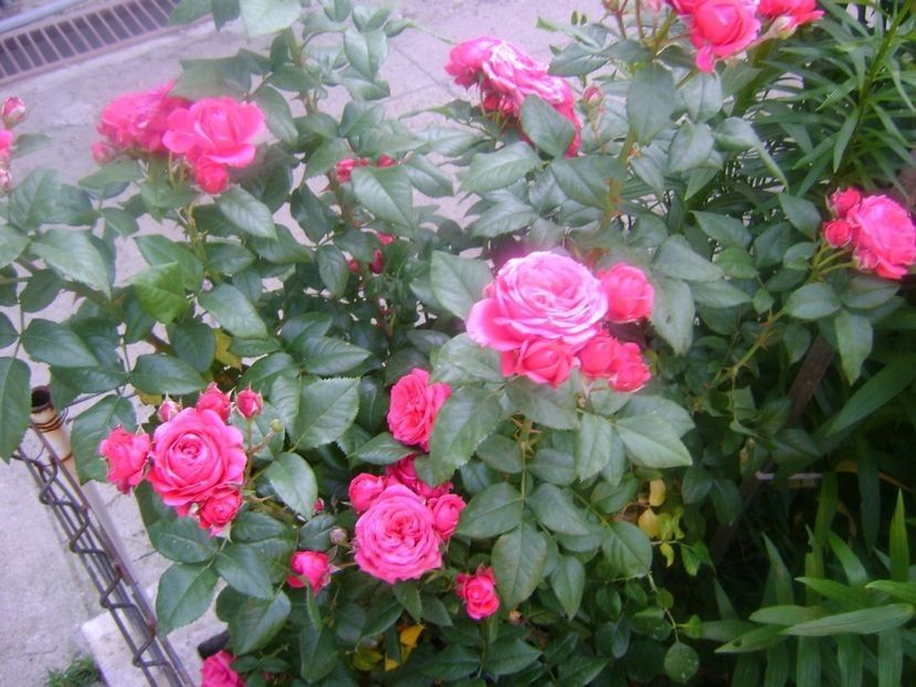 fozy flower - TOATE FLORILE