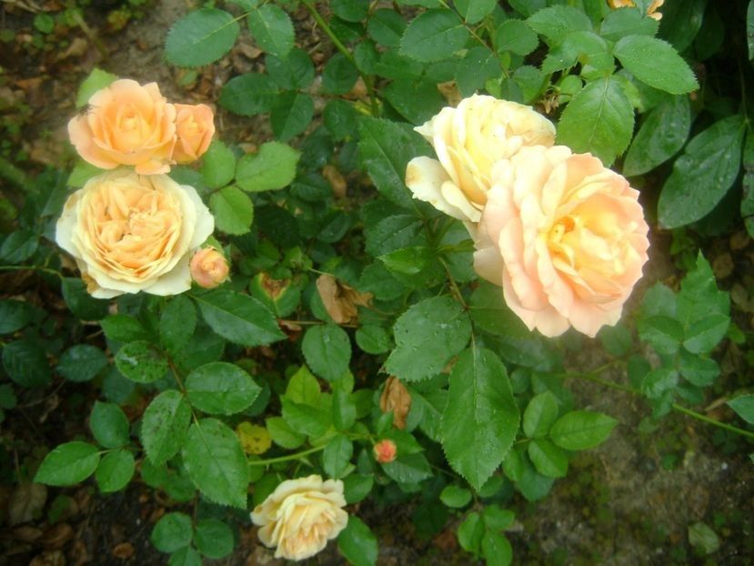 - TOATE FLORILE
