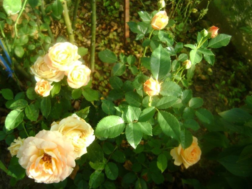  - TOATE FLORILE