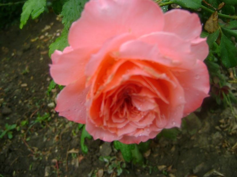  - TOATE FLORILE