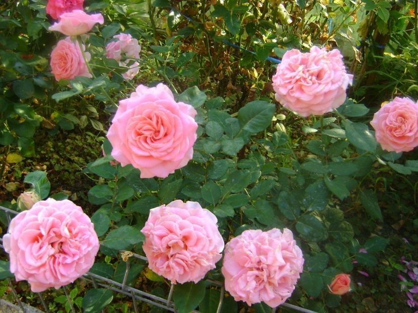  - TOATE FLORILE
