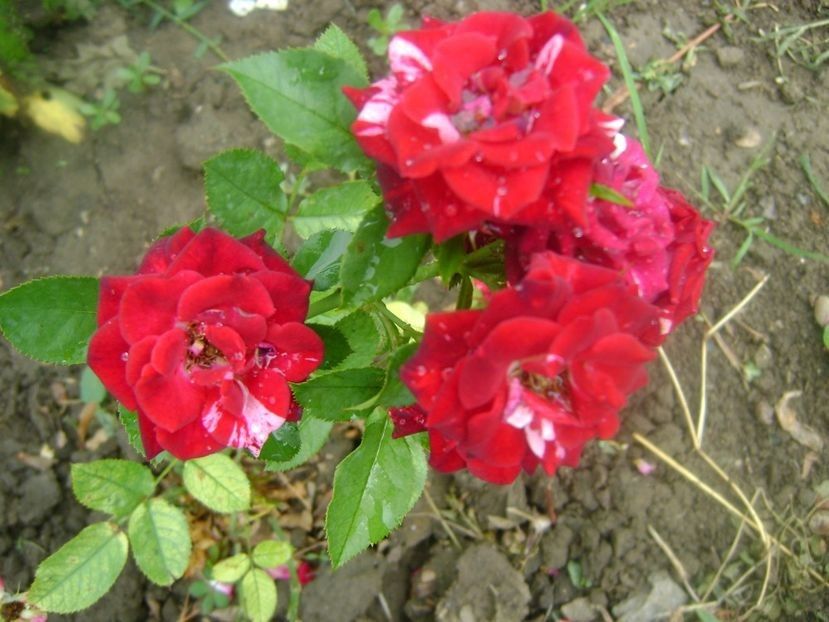  - TOATE FLORILE