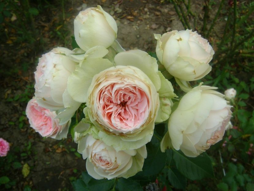 - TOATE FLORILE