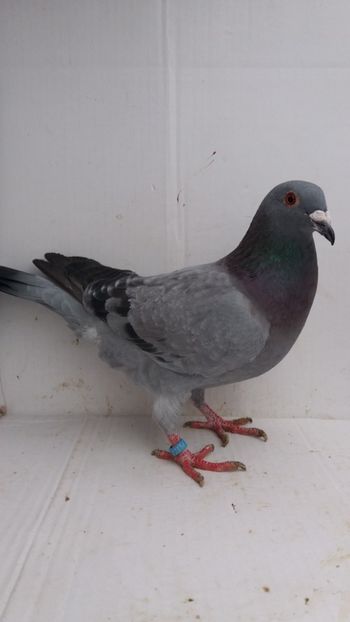 F 2018 vanduta - De! voiajori vanduti