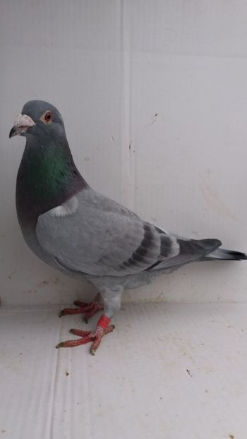 F 2017 vanduta - De! voiajori vanduti