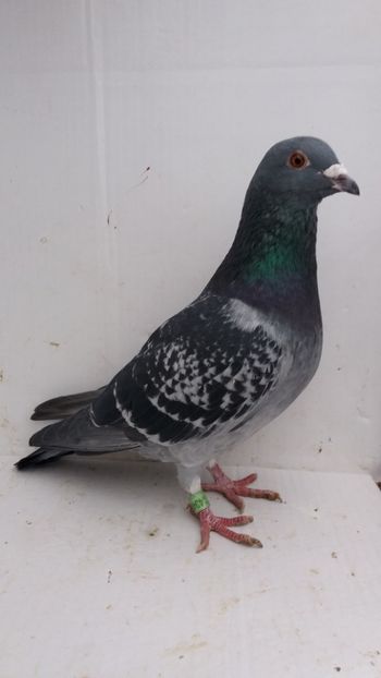 M 2018 vandut - De! voiajori vanduti