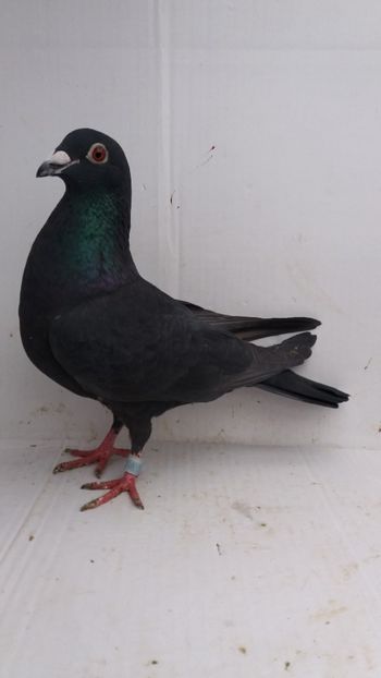 F 2016 vanduta - De! voiajori vanduti