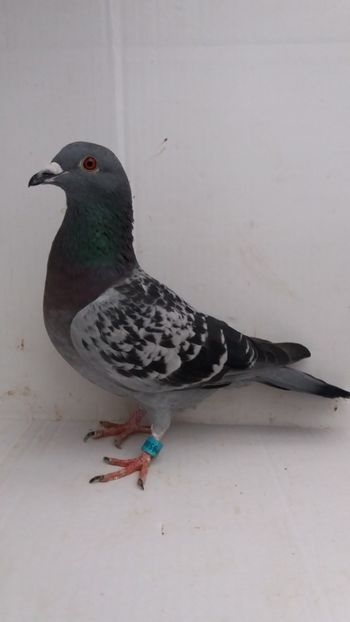 F 2018 vanduta - De! voiajori vanduti