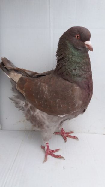 M 2017 vandut - De vanzare kingi