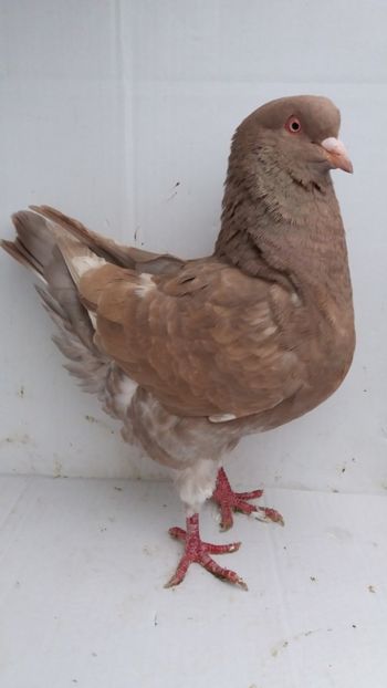 F 2017 vanduta - De vanzare kingi