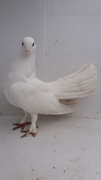 M 2018 - Por ornament