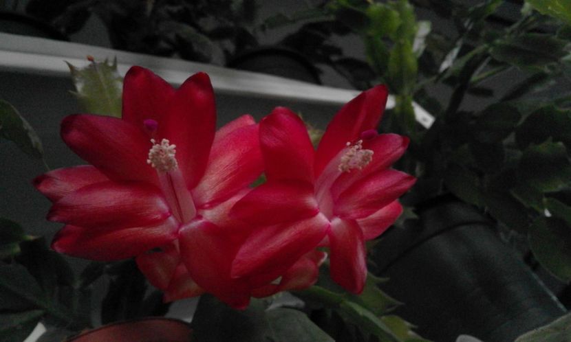 Decembrie 2018 - Craciunel - Schlumbergera