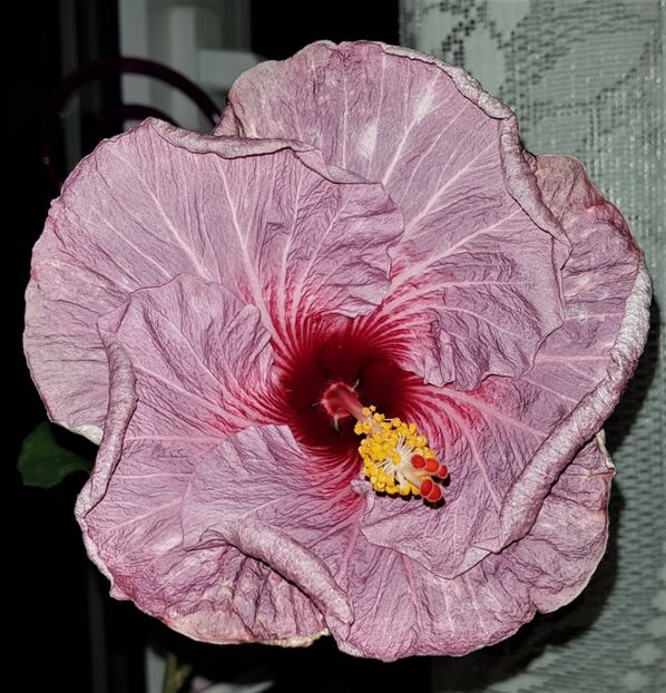  - Hibiscusi