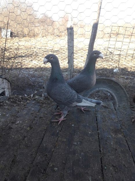  - Porumbei Germani de Frumusete