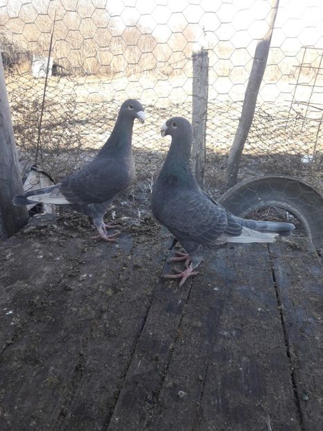  - Porumbei Germani de Frumusete