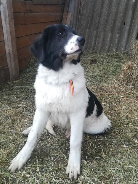  - Paza- Ciobănesc de Bucovina