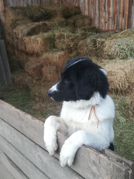  - Paza- Ciobănesc de Bucovina