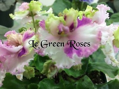 poza net - ZZ LE Zelenaya Rosa - LE Green Rose