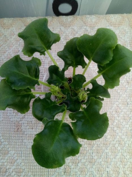 29 nov - ZZ LE Zelenaya Rosa - LE Green Rose