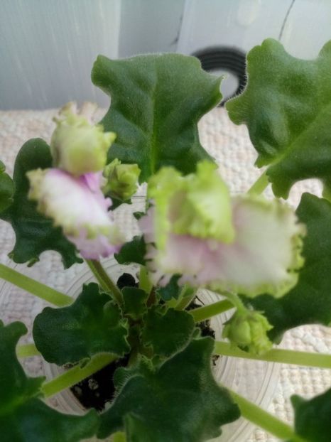 5 dec - ZZ LE Zelenaya Rosa - LE Green Rose