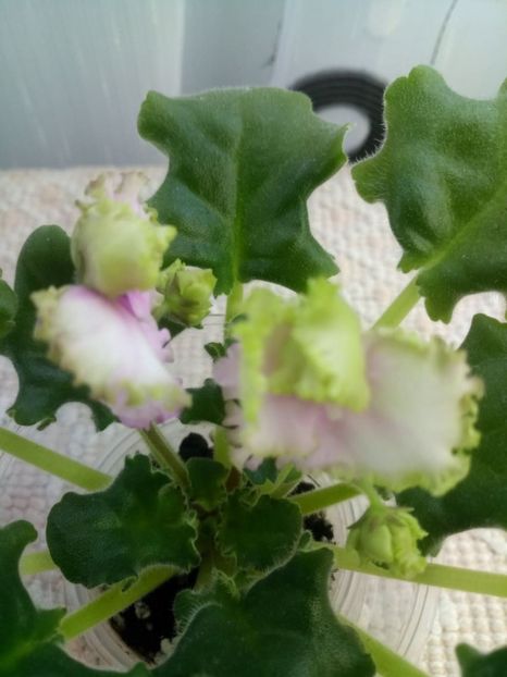 5 dec - ZZ LE Zelenaya Rosa - LE Green Rose