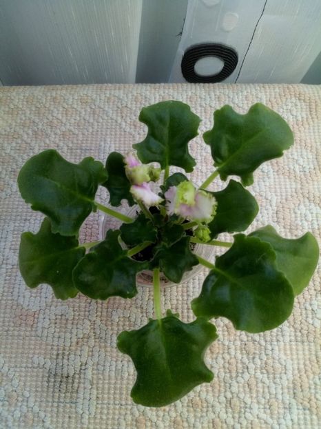 5 dec - ZZ LE Zelenaya Rosa - LE Green Rose